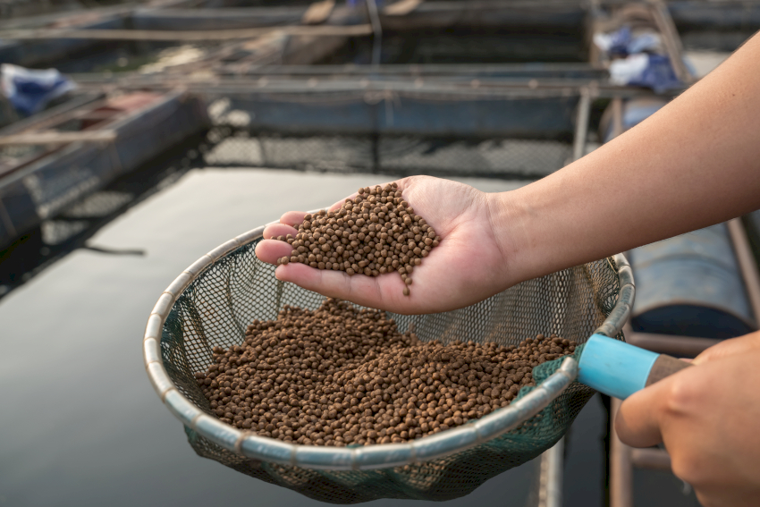 Agriculture,aquaculture farmers fedding river tilapia.Farmers provide aquaculture food.